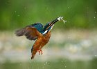 Mike Smith_Common Kingfisher With Catch.jpg